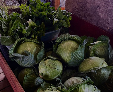 produce cabbage page