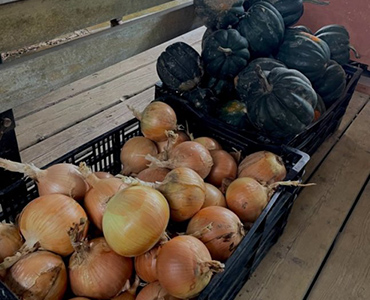 produce onions squash page