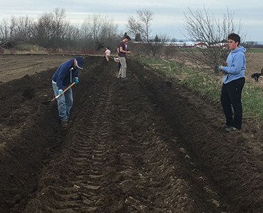produce digging in the field