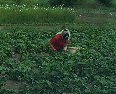 produce - in the field